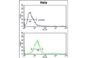 TECPR1 Antibody (C-term) (ABIN391585 and ABIN2841517) flow cytometric analysis of Hela cells (bottom histogram) compared to a negative control cell (top histogram). (TECPR1 抗体  (C-Term))