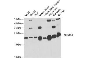 Western blot analysis of extracts of various cell lines, using NDUFS4 antibody (ABIN6132404, ABIN6144488, ABIN6144490 and ABIN6217547) at 1:1000 dilution.