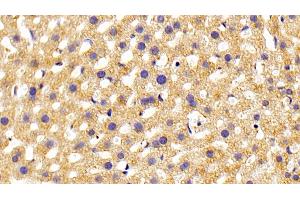 Detection of PLCe1 in Mouse Liver Tissue using Polyclonal Antibody to Phospholipase C Epsilon 1 (PLCe1) (PLCE1 抗体  (AA 1-250))
