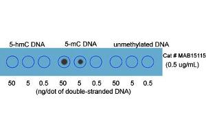 Dot blot analysis of double stranded DNA with 5-methylcytosine (5-mC) monoclonal antibody, clone RM231 . (5-Methylcytosine 抗体)