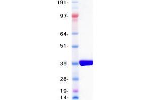 Western Blotting (WB) image for Glutaminyl-Peptide Cyclotransferase-Like (QPCTL) (Transcript Variant 1) protein (DYKDDDDK-His Tag) (ABIN2730245)