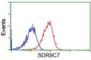 Image no. 1 for anti-Short Chain Dehydrogenase/reductase Family 9C, Member 7 (SDR9C7) antibody (ABIN1500845) (SDR9C7 抗体)