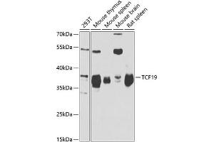 Western blot analysis of extracts of various cell lines, using TCF19 antibody (ABIN6128814, ABIN6148943, ABIN6148944 and ABIN6221752) at 1:1000 dilution. (TCF19 抗体  (AA 1-290))