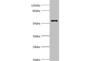 Western blot All lanes: GPS1 antibody at 5 μg/mL + Hela whole cell lysate Secondary Goat polyclonal to rabbit IgG at 1/10000 dilution Predicted band size: 56, 60 kDa Observed band size: 56 kDa (GPS1 抗体  (AA 222-491))