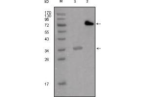Western Blotting (WB) image for anti-Lipoma-preferred partner (LPP) antibody (ABIN2464077) (LPP 抗体)