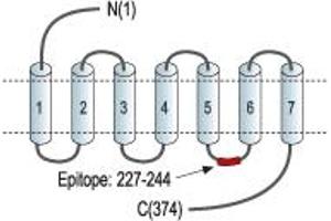 anti-Purinergic Receptor P2Y, G-Protein Coupled, 2 (P2RY2) (3rd Intracellular Loop), (AA 227-244) antibody