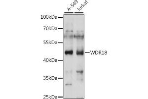Western blot analysis of extracts of various cell lines, using WDR18 antibody (ABIN7271354) at 1:1000 dilution. (WDR18 抗体  (AA 243-432))