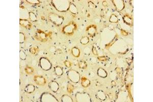 Immunohistochemistry of paraffin-embedded human kidney tissue using ABIN7142846 at dilution of 1:100 (NIP7 抗体  (AA 1-180))