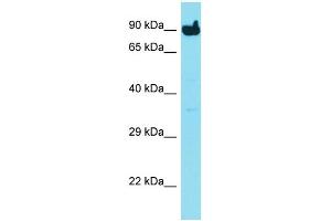 Host: Rabbit Target Name: MYLK3 Sample Type: HepG2 Whole Cell lysates Antibody Dilution: 1. (MYLK3 抗体  (C-Term))