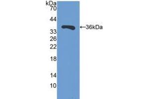 Western blot analysis of recombinant Mouse SIRT4. (SIRT4 抗体  (AA 26-333))