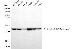 Western blotting analysis using β-Actin (HRP Conjugated) antibody (-HRP, 1:10,000).
