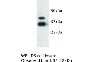 Image no. 1 for anti-Zinc Finger Protein 42 (ZFP42) antibody (ABIN1112946) (ZFP42 抗体)