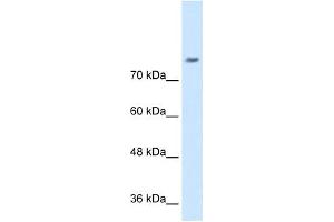 NRCAM antibody used at 0.