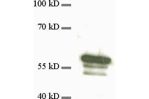 dilution: 1 : 1000, sample: 3T3 cell extract