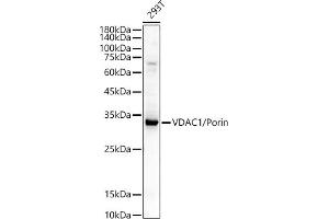 Western blot analysis of extracts of various cell lines, using VD / Porin antibody (ABIN3021130, ABIN3021131, ABIN3021132 and ABIN6213993) at 1:400 dilution. (VDAC1 抗体  (AA 1-283))