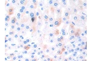 Detection of EFNA4 in Mouse Liver Tissue using Polyclonal Antibody to Ephrin A4 (EFNA4) (EFNA4 抗体  (AA 1-206))
