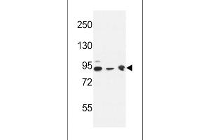 Western blot analysis in K562(lane 1),HL-60 cell line(lane 2) and mouse brain tissue(lane 3) lysates (35ug/lane). (DNAJC6 抗体  (AA 254-281))
