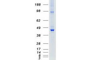 Western Blotting (WB) image for Death-Associated Protein Kinase 2 (DAPK2) protein (Myc-DYKDDDDK Tag) (ABIN2719222)