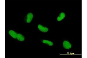 Immunofluorescence of purified MaxPab antibody to ZNF37A on HepG2 cell. (ZNF37A 抗体  (AA 1-561))