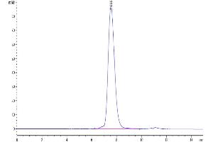 The purity of Human MICB is greater than 95 % as determined by SEC-HPLC. (MICB Protein (AA 23-298) (His-Avi Tag))