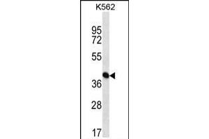 ICS Antibody (N-term) (ABIN656869 and ABIN2846073) western blot analysis in K562 cell line lysates (35 μg/lane). (PAICS 抗体  (N-Term))