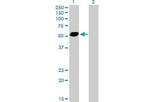 Western Blot analysis of STAU2 expression in transfected 293T cell line by STAU2 MaxPab polyclonal antibody. (Double-stranded RNA-binding protein Staufen homolog 2 (STAU2) (AA 1-479) 抗体)
