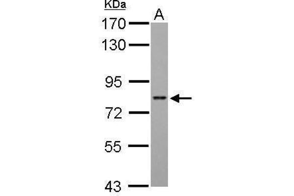 ARID3A 抗体  (Internal Region)