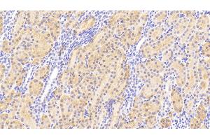 Detection of HMWK in Human Kidney Tissue using Polyclonal Antibody to High Molecular Weight Kininogen (HMWK) (Kininogen (HMW) 抗体  (AA 225-407))