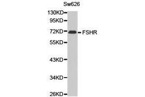 Western Blotting (WB) image for anti-Follicle Stimulating Hormone Receptor (FSHR) antibody (ABIN1872743) (FSHR 抗体)