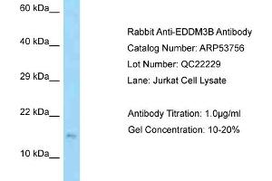 Western Blotting (WB) image for anti-Epididymal Protein 3B (EDDM3B) (Middle Region) antibody (ABIN2785559) (EDDM3B 抗体  (Middle Region))