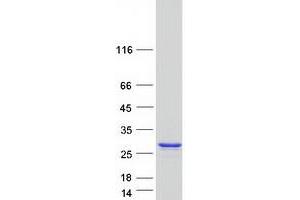 Western Blotting (WB) image for Nudix (Nucleoside Diphosphate Linked Moiety X)-Type Motif 1 (NUDT1) (Transcript Variant 3B) protein (Myc-DYKDDDDK Tag) (ABIN2727721)