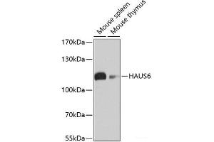 Western blot analysis of extracts of various cell lines using HAUS6 Polyclonal Antibody at dilution of 1:1000. (FAM29A 抗体)