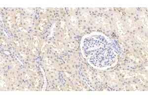 Detection of AHSG in Bovine Kidney Tissue using Polyclonal Antibody to Alpha-2-Heremans Schmid Glycoprotein (AHSG) (Fetuin A 抗体  (AA 19-359))