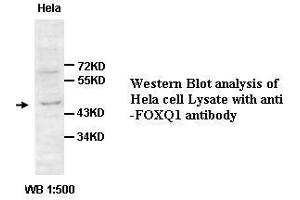 Image no. 2 for anti-Forkhead Box Q1 (FOXQ1) antibody (ABIN791229) (FOXQ1 抗体)