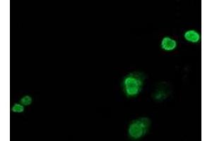 Anti-JUN mouse monoclonal antibody (ABIN2453809) immunofluorescent staining of COS7 cells transiently transfected by pCMV6-ENTRY JUN (RC209804). (C-JUN 抗体)