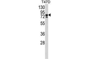 Western blot analysis of KHSRP Antibody (N-term) in T47D cell line lysates (35ug/lane). (KHSRP 抗体  (N-Term))
