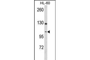 Western blot analysis of DNM3 Antibody (Center) (ABIN652780 and ABIN2842512) in HL-60 cell line lysates (35 μg/lane). (Dynamin 3 抗体  (AA 557-584))