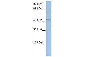 WB Suggested Anti-NR2E1 Antibody Titration:  0. (NR2E1 抗体  (Middle Region))