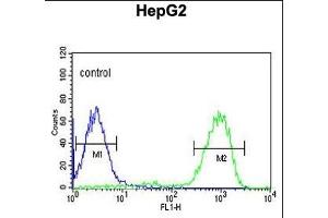 OPN1MW Antibody (N-term) (ABIN651110 and ABIN2840076) flow cytometric analysis of HepG2 K10cells (right histogram) compared to a negative control cell (left histogram). (OPN1MW 抗体  (N-Term))