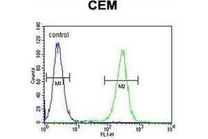 Flow cytometric analysis of CEM cells using  Musashi-1 Antibody (N-term) Cat. (MSI1 抗体  (N-Term))