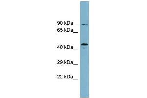 WB Suggested Anti-WIPI1 Antibody Titration: 0. (WIPI1 抗体  (N-Term))