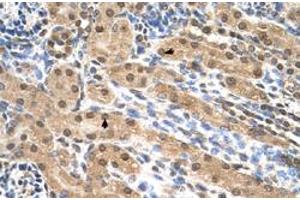 Immunohistochemical staining (Formalin-fixed paraffin-embedded sections) of human kidney with EIF3M polyclonal antibody  at 4-8 ug/mL working concentration. (Eukaryotic Translation Initiation Factor 3, Subunit M (EIF3M) (N-Term) 抗体)