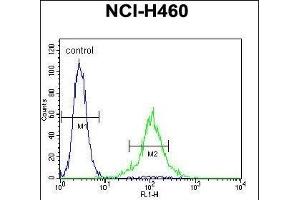 TME Antibody (C-term) 11713b flow cytometric analysis of NCI- cells (right histogram) compared to a negative control cell (left histogram). (TMEM100 抗体  (C-Term))