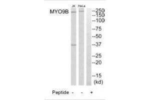 Western blot analysis of extracts from HeLa cells and Jurkat cells, using MYO9B antibody. (MYO9B 抗体  (N-Term))