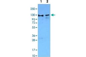 Western Blot analysis of Lane 1: Jurkat nuclear cell extracts and Lane 2: NIH/3T3 nuclear extracts with WDHD1 monoclonal antibody, clone 20G10  followed by HRP-conjugated goat anti-mouse IgG secondary antibody and visualized by chemiluminescence detection system. (WDHD1 抗体  (C-Term))