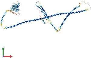 AlphaFold protein structure predicition of Mouse Recombinant Hook2 Protein, UniprotID Q7TMK6