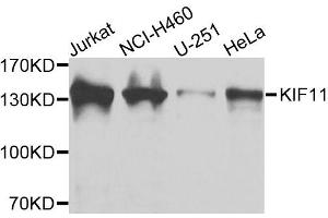 Western blot analysis of extracts of various cell lines, using KIF11 antibody. (KIF11 抗体  (AA 797-1056))