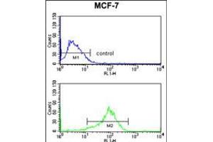 Flow cytometry analysis of MCF-7 cells (bottom histogram) compared to a negative control cell (top histogram). (MAPK8IP1 抗体  (C-Term))