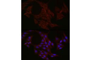 Immunofluorescence (IF) image for anti-Neurotrophin 4 (NTF4) (AA 25-210) antibody (ABIN3021388)