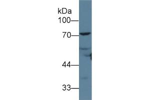 Detection of ANGPT1 in Rat Heart lysate using Polyclonal Antibody to Angiopoietin 1 (ANGPT1) (Angiopoietin 1 抗体  (AA 21-228))